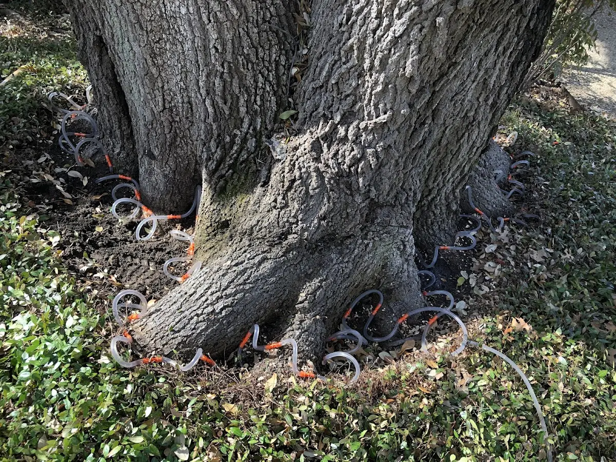Detailed Tree Cabling and Bracing job site in Monterey Park